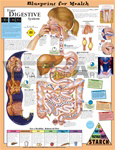 Blueprint for Health Your Digestive System Anatomical Chart